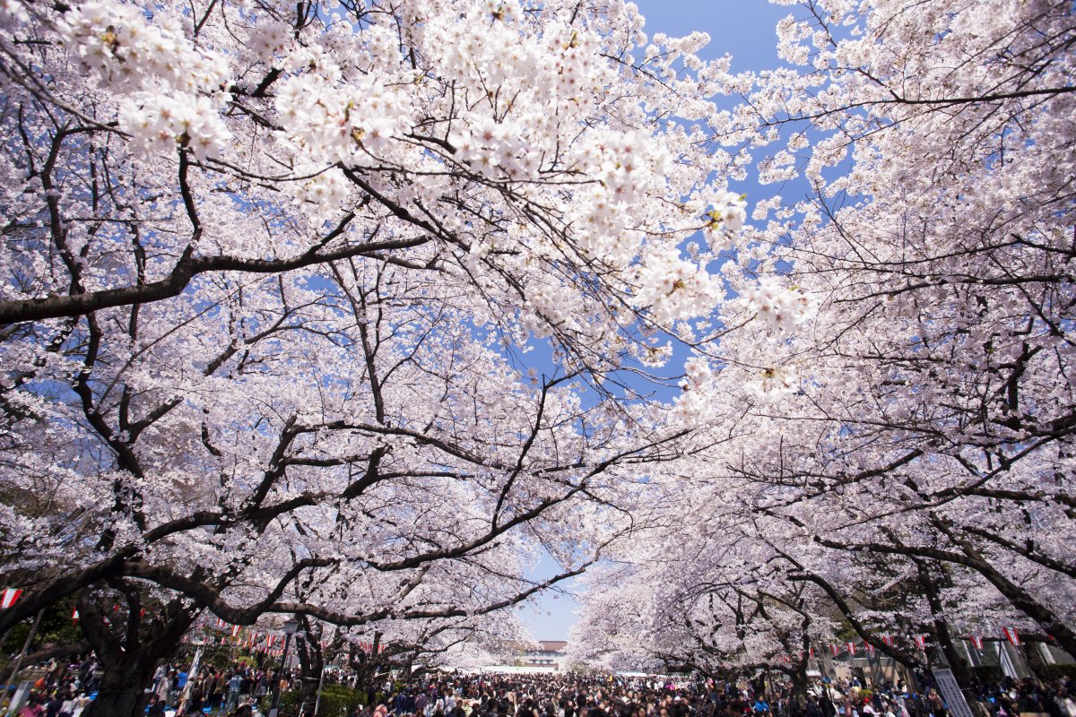 ueno-park-tokyo-if-youre-going-to-visit-make-it-in-spring-when-the-park-shows-off-an-incredible-display-of-cherry-blossoms